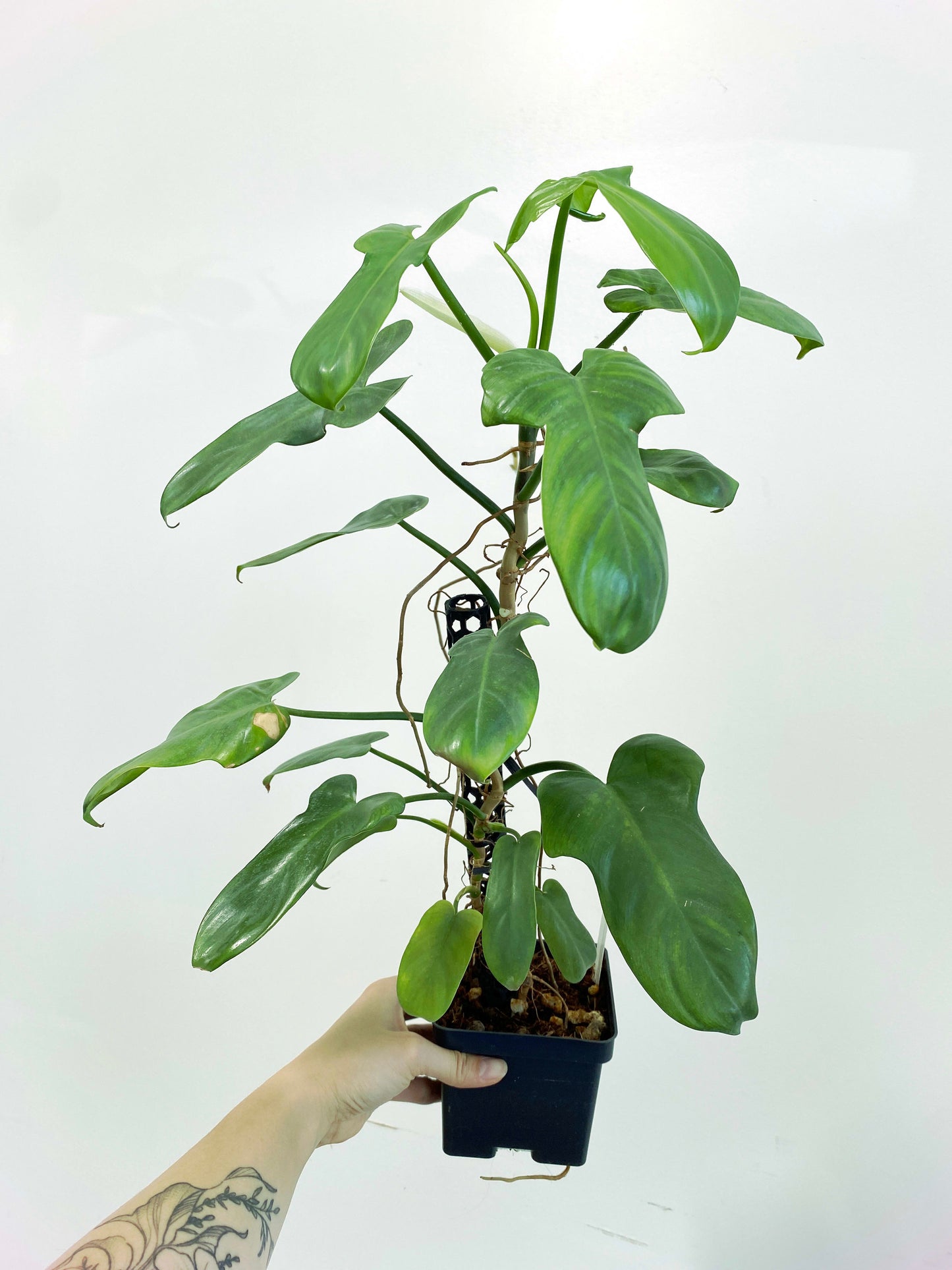 Philodendron bipennifolium Silver (3:M1) [273] | Rare Aroid | Exact Plant