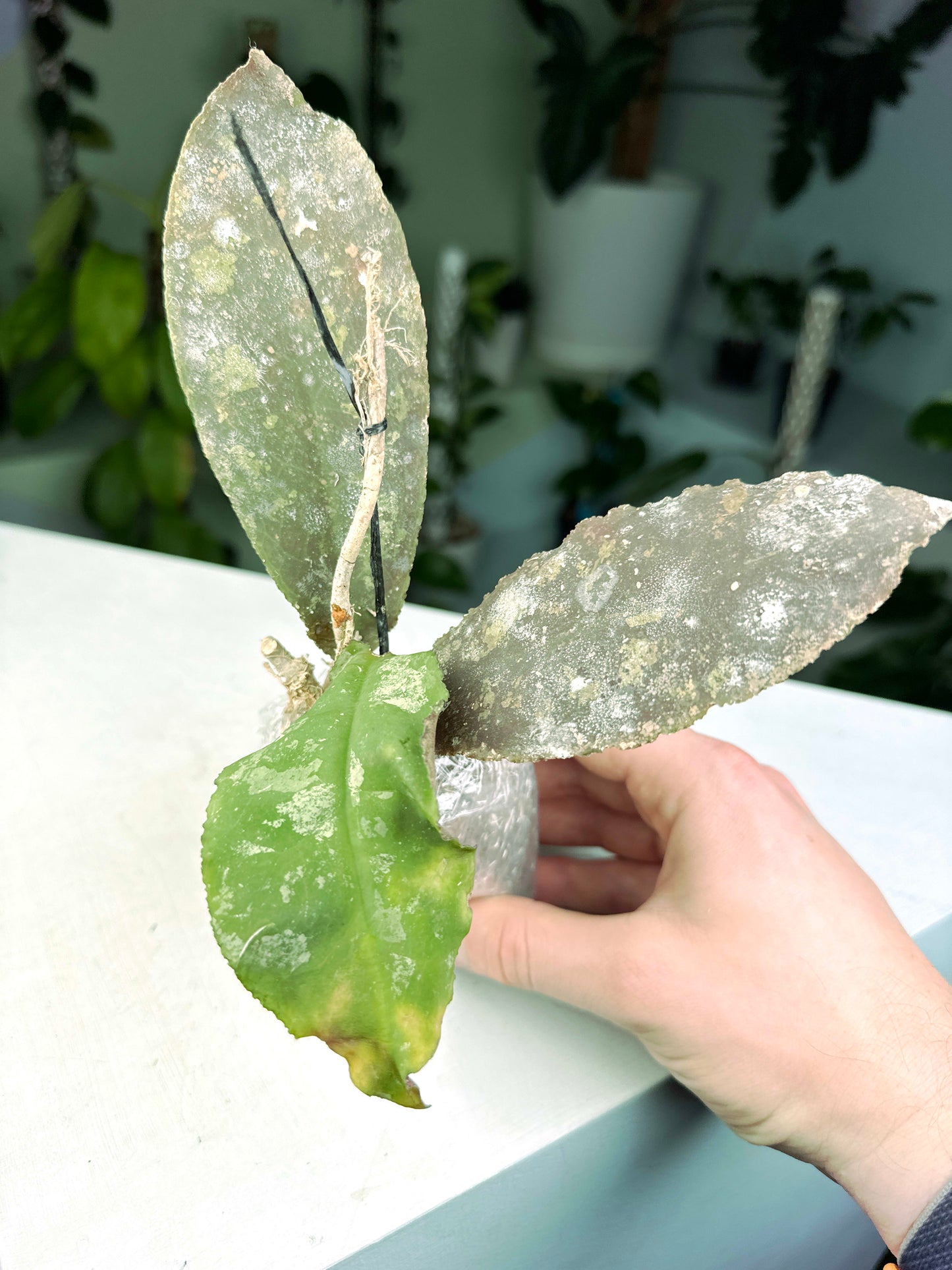 Hoya undulata (2:H1) [1374] | US Seller | Exact Plant | In-Stock