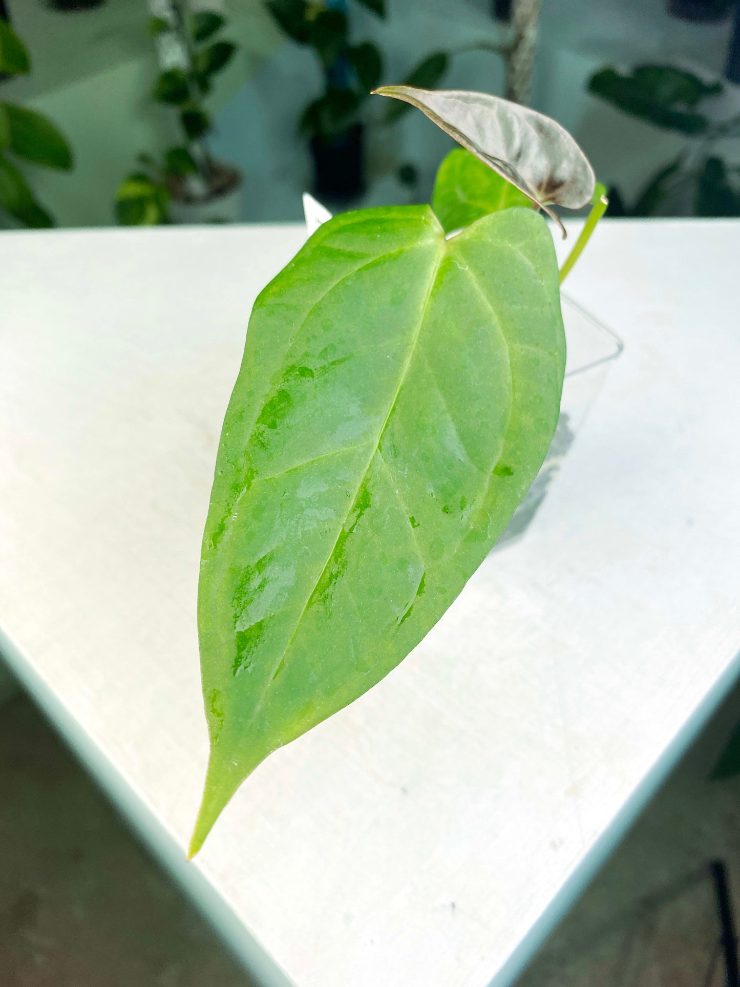 Anthurium papillilamium "Fort Sherman" x papillilamium "Legends" (3:U7) [1353] | US Seller | Exact Plant | In-Stock