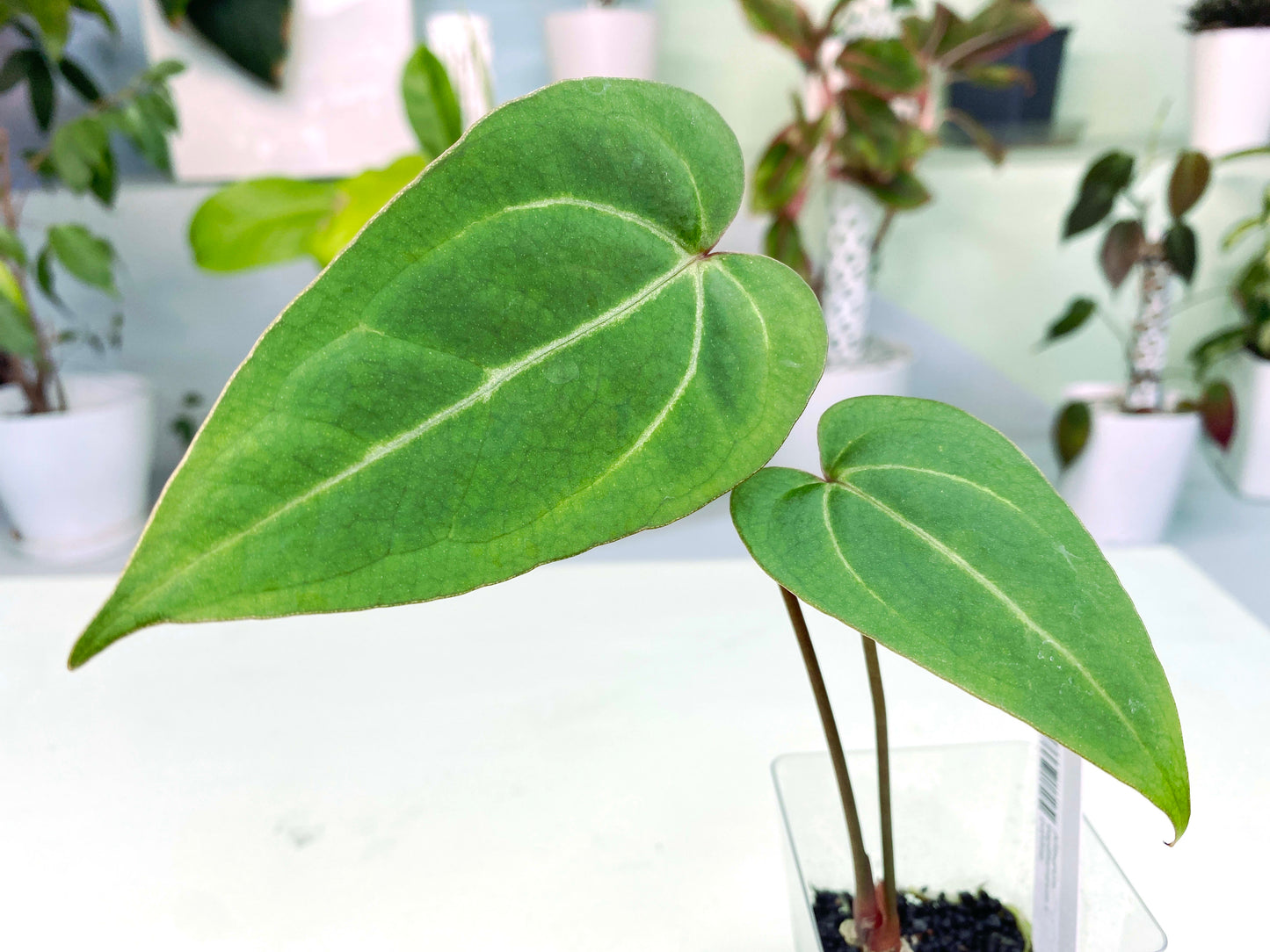 Anthurium papillilaminum × portillae (3:S28) [1385] | Rare Aroid | Exact Plant