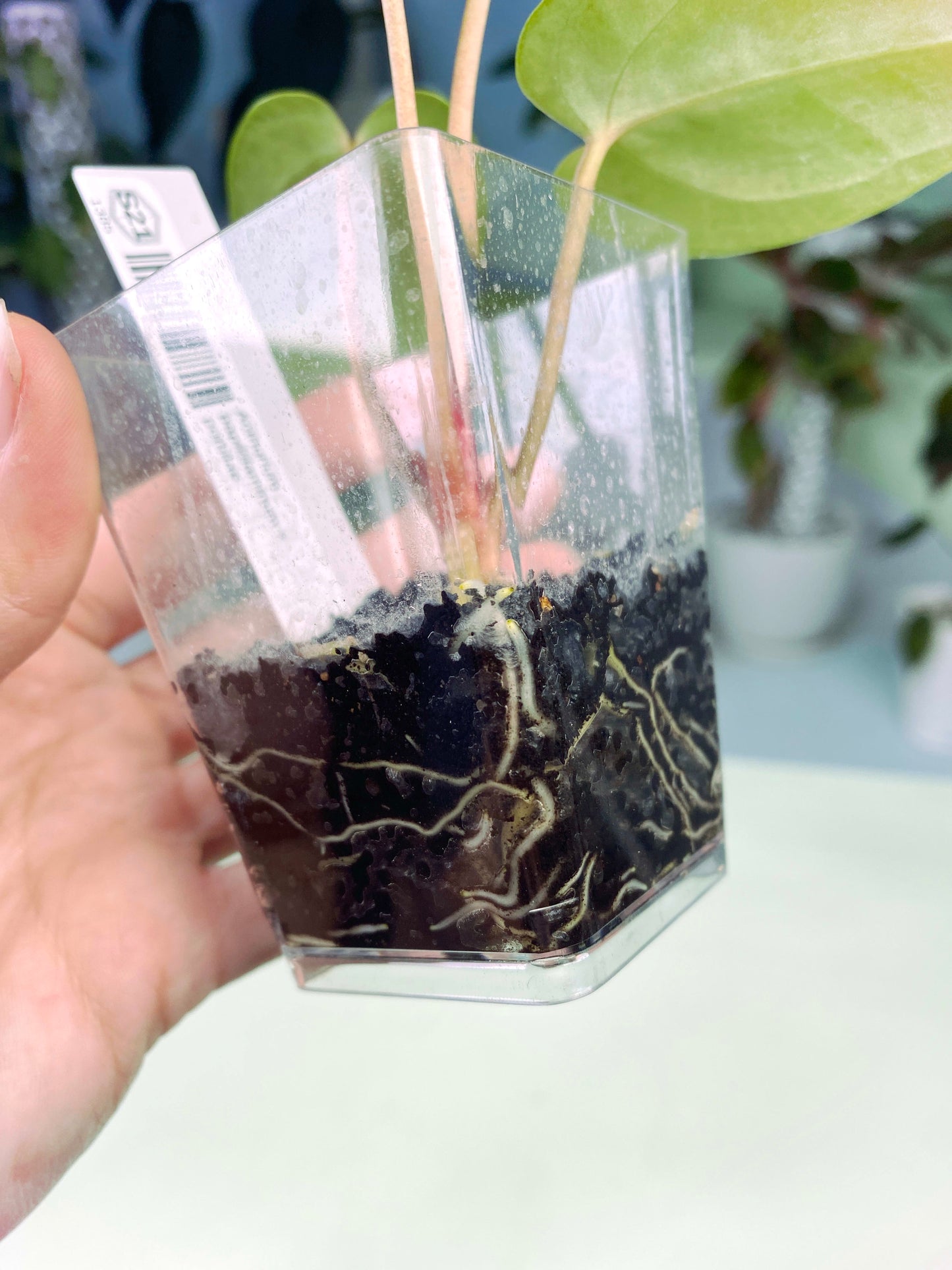 Anthurium papillilaminum × portillae (3:S21) [1385] | Rare Aroid | Exact Plant