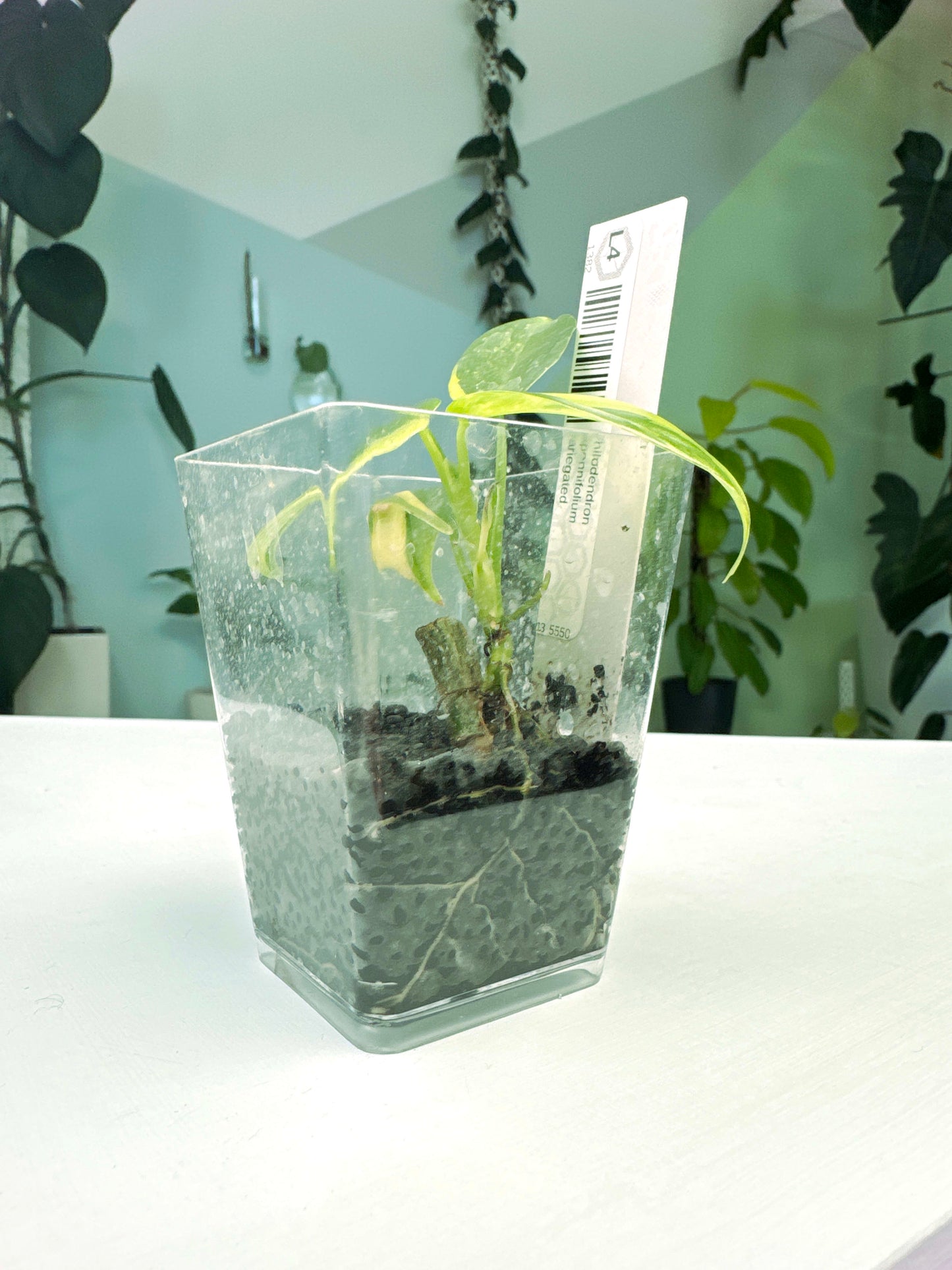 Philodendron bipennifolium variegated (3:L4) [1382] | Rare Aroid | Exact Plant
