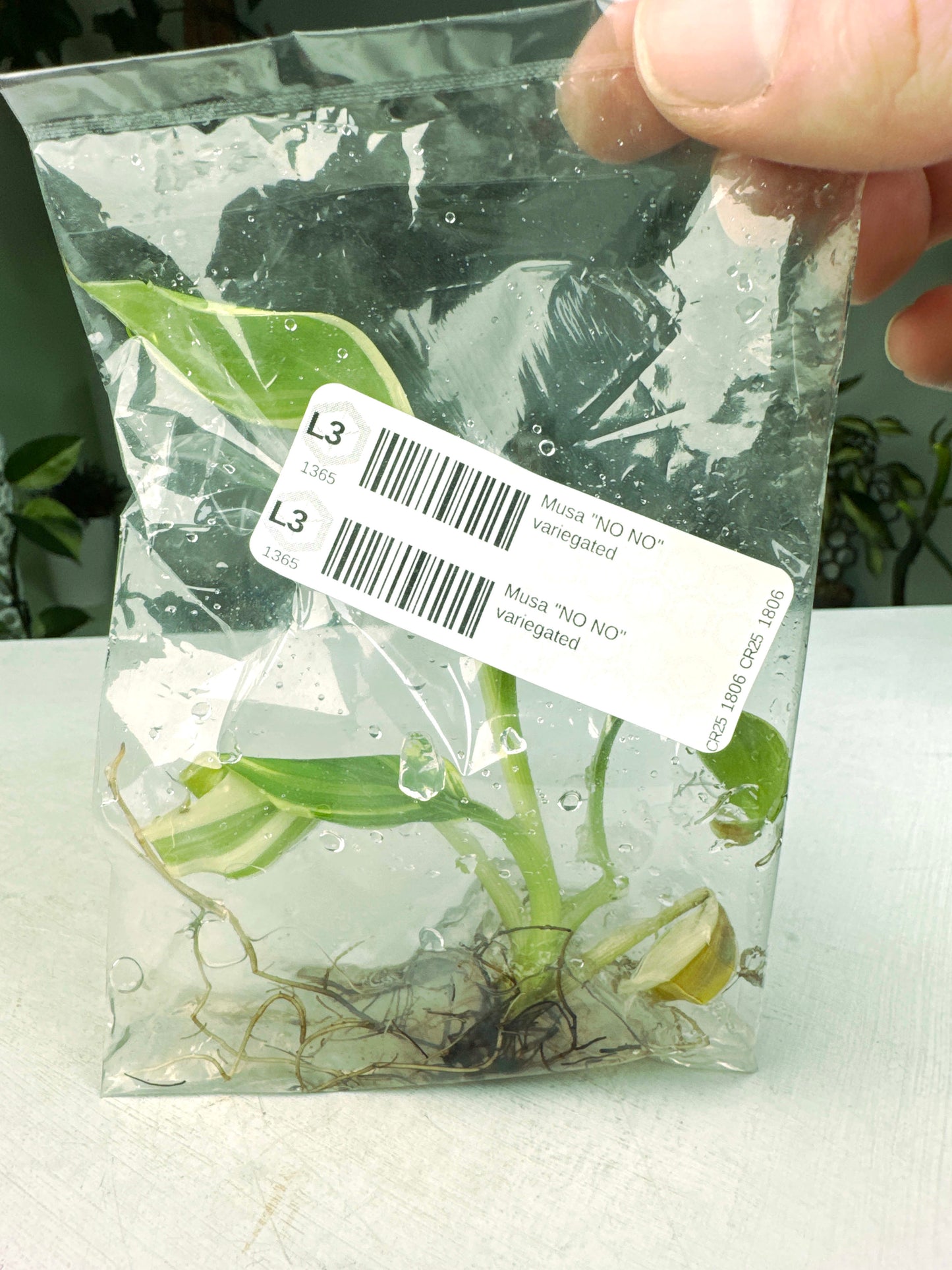 Musa "NO NO" variegated (G:L3) [1365] | US Seller | Exact Plant | In-Stock