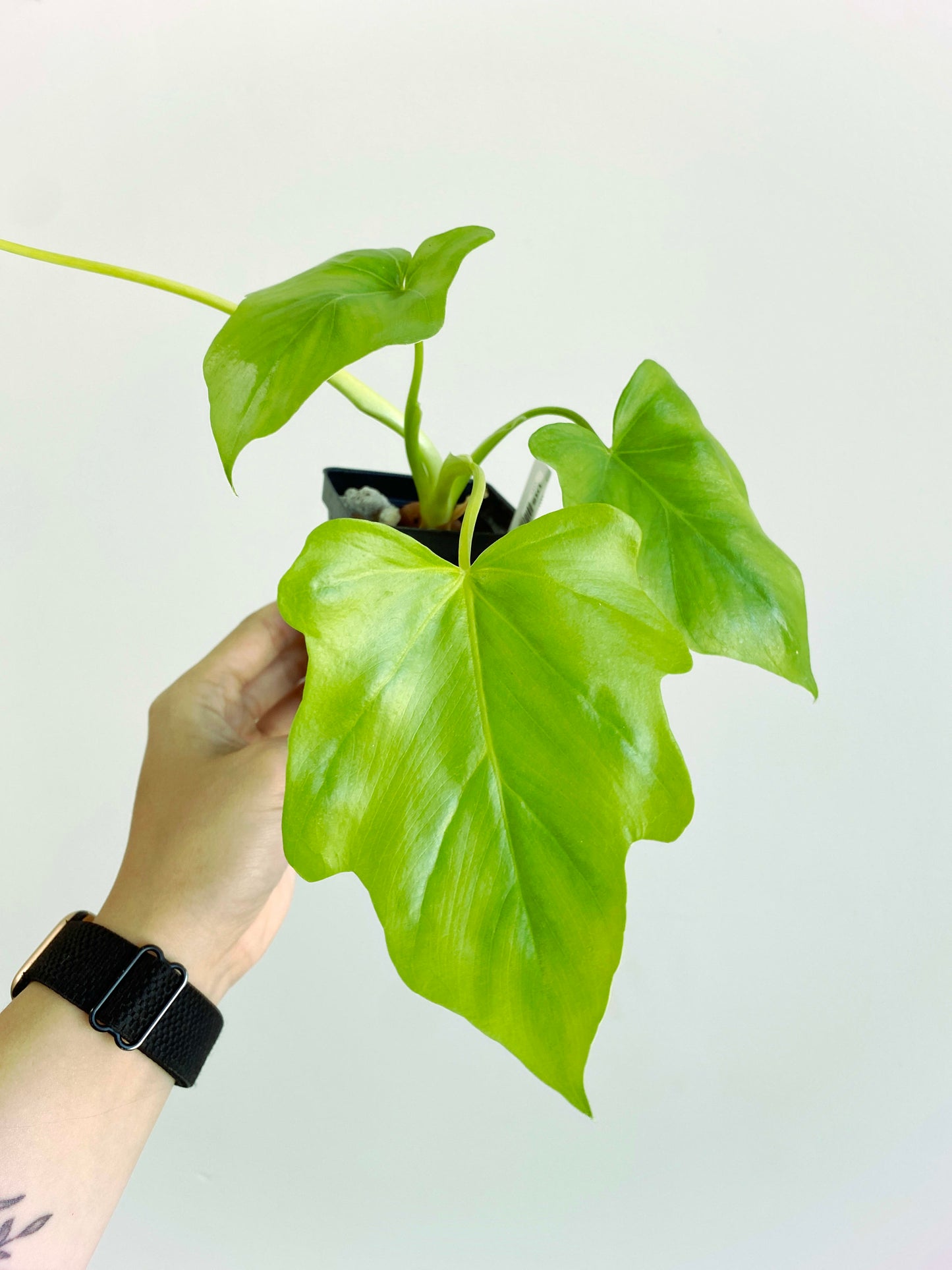 Thaumatophyllum bipinnatifidum "Gold Fingers" (2:U15) [1117] | US Seller | Rare Aroid | Exact Plant | In-Stock
