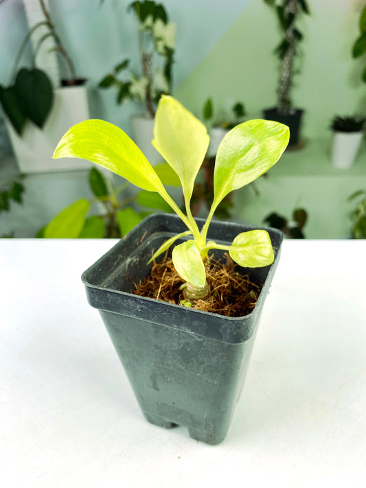 Philodendron warscewiczii "Aurea Flavum" (3:E100) [1122] | Rare Aroid | Exact Plant