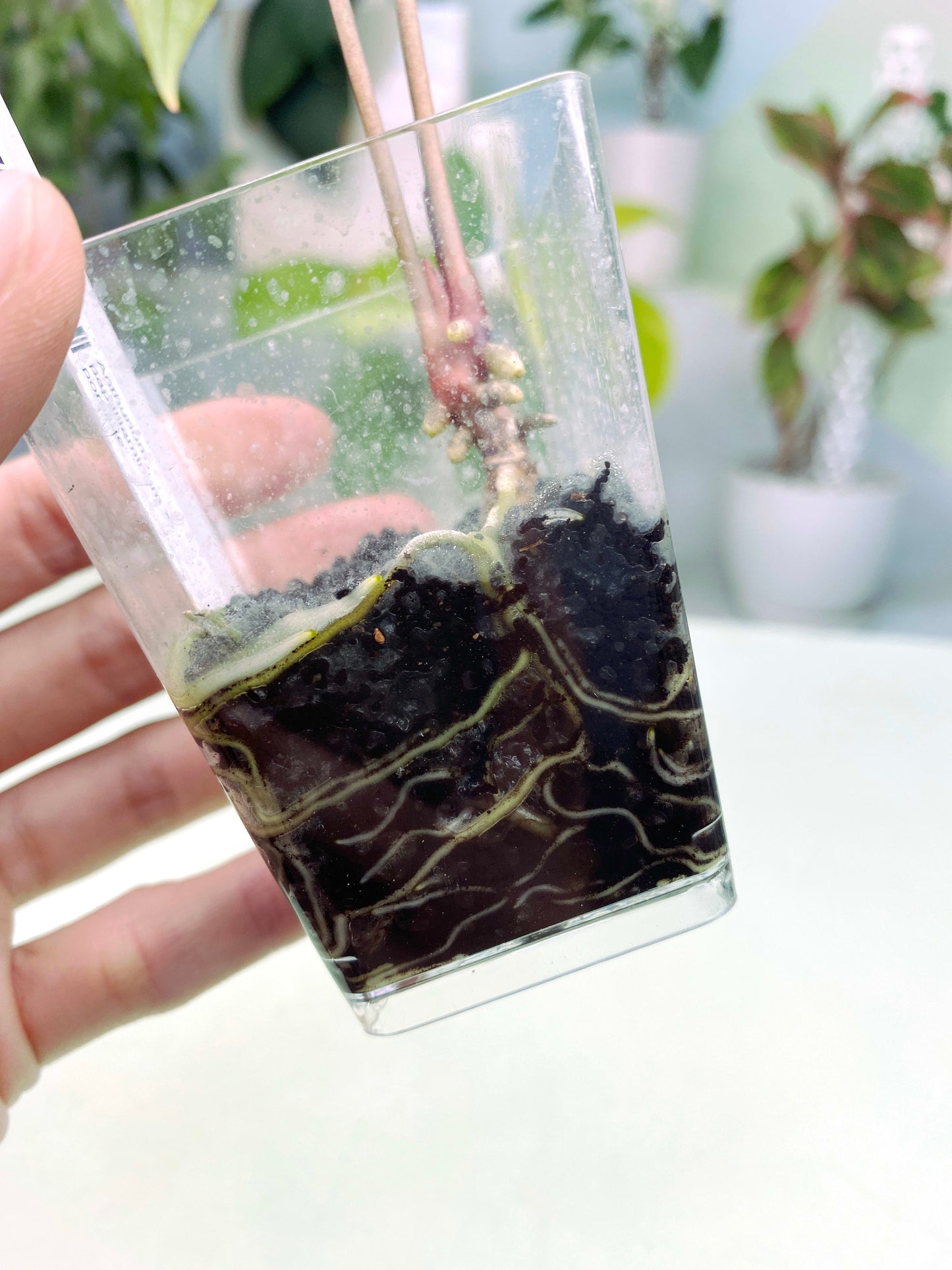 Anthurium papillilaminum × portillae (3:S28) [1385] | Rare Aroid | Exact Plant