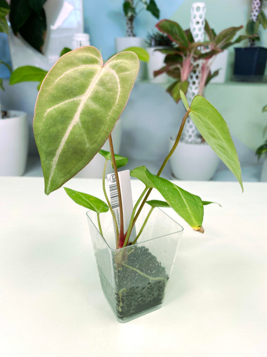 Anthurium papillilaminum × portillae (3:S38) [1385] | Exact Plant