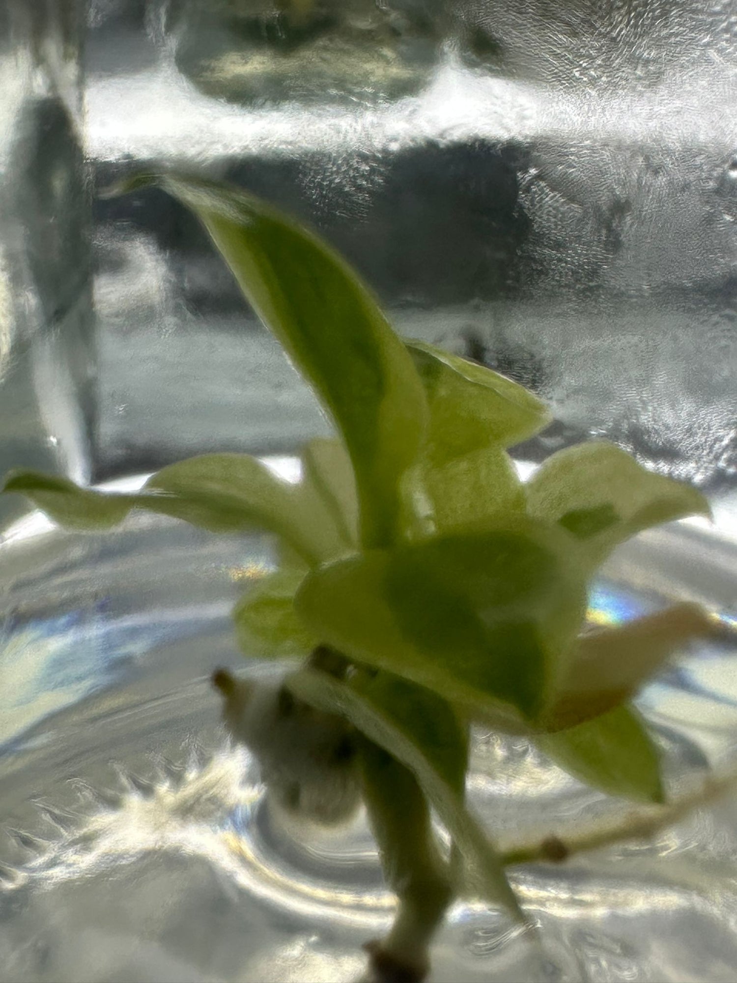 longilobatum philodendron Philodendron longilobatum variegated *Preorder* – OrchidBox