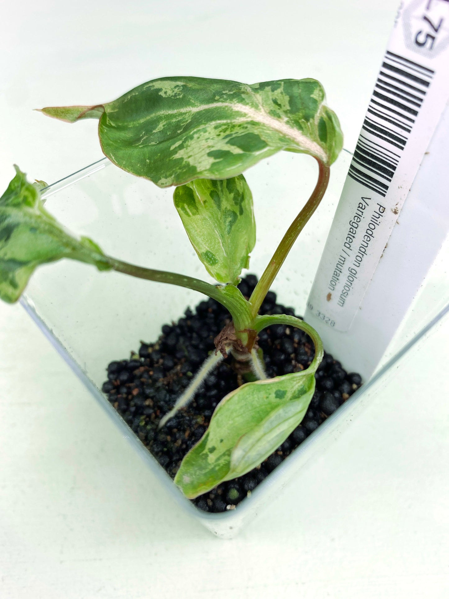 Philodendron gloriosum Variegated / mutation (3:L75) [1295] | Rare Aroid | Exact Plant