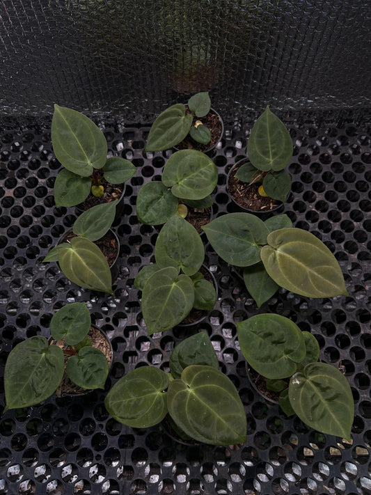 Anthurium "Goliath" seed grown aka. "Darkest Panama" *Preorder* (6114P:3) | US-Based Seller | Rare Aroid