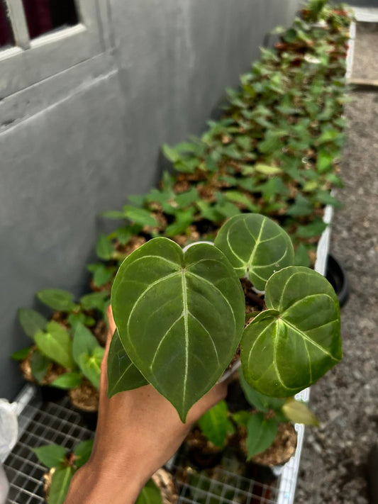 Anthurium hoffmannii pure *Preorder* (5454P:G) | Rare Aroid
