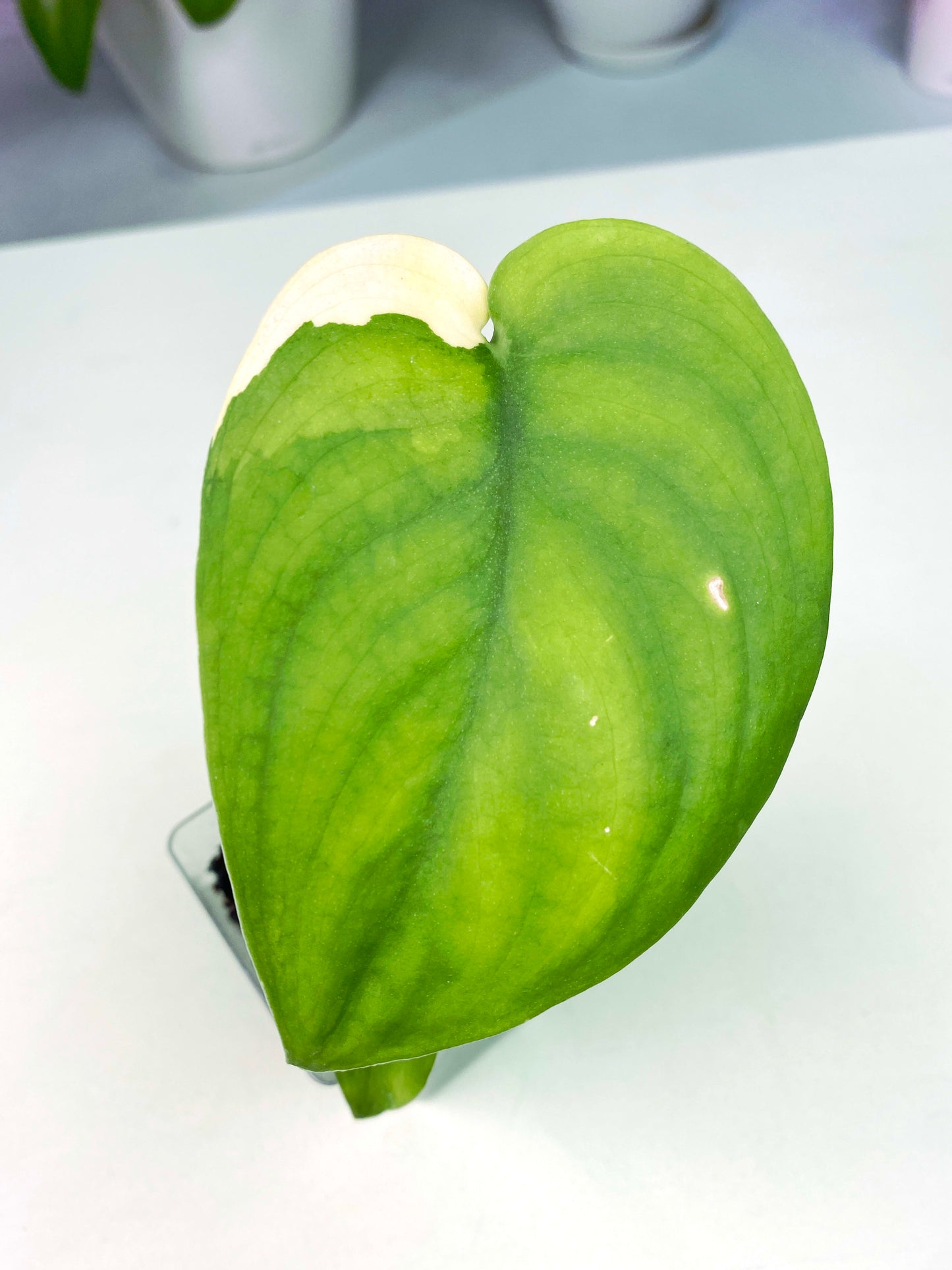 Scindapsus pictus "Jade Satin" albo (3:Y7) [1389] | Exact Plant