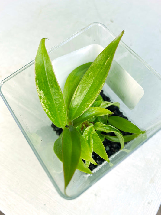 Philodendron "Carmel Marble" variegated (2:L5) [1329] | US Seller | Rare Aroid | Exact Plant | In-Stock