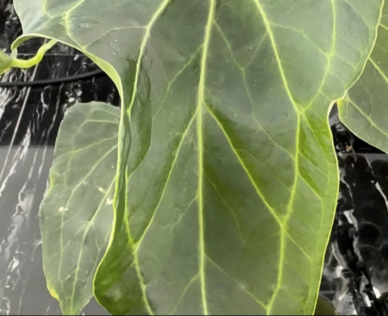 anthurium delta force Anthurium Delta Force TC Plantlet *Preorder* In Vitro