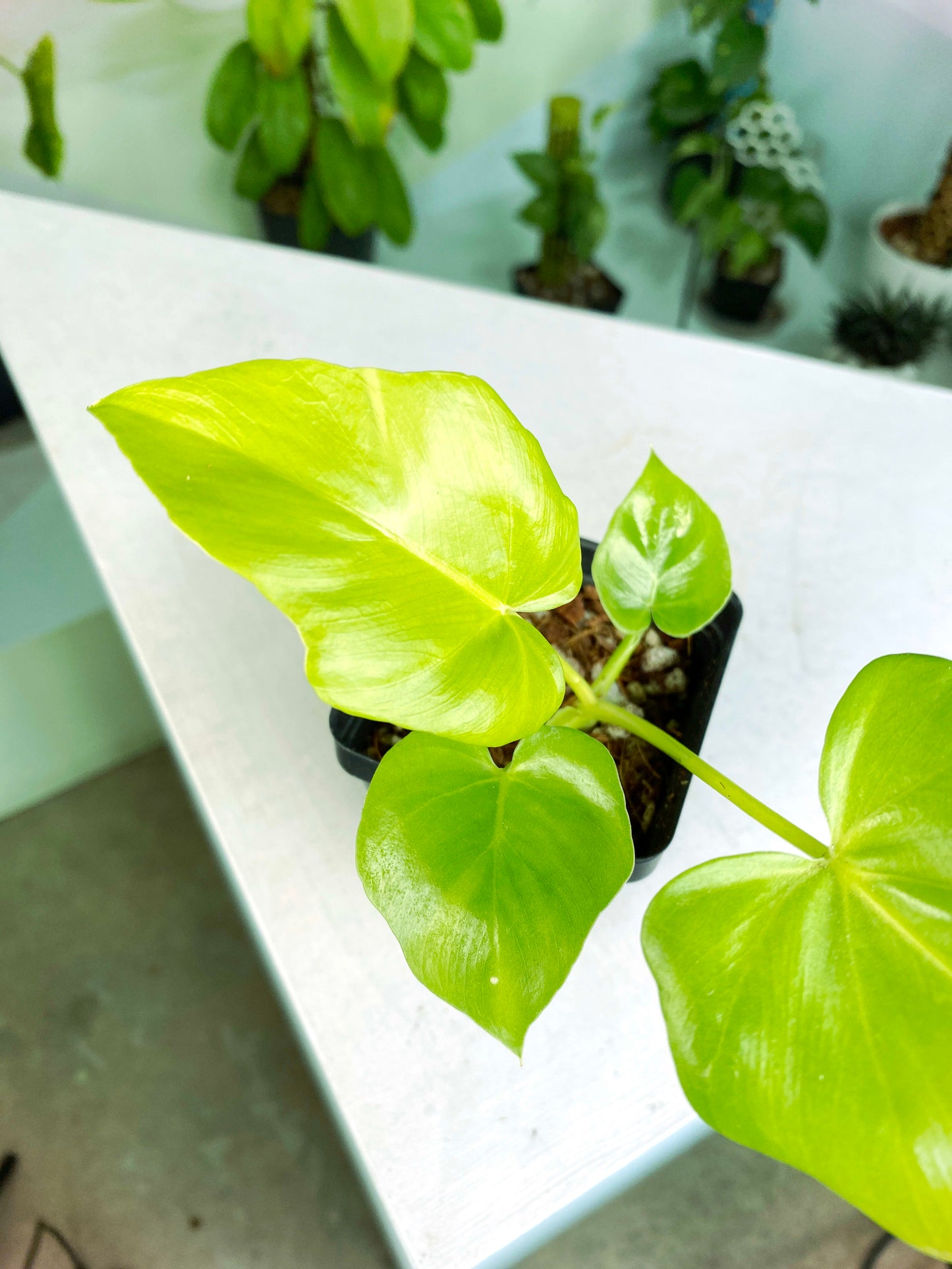 Philodendron warscewiczii "Aurea Flavum" (3:E50) [1122] | US Seller | Exact Plant | In-Stock