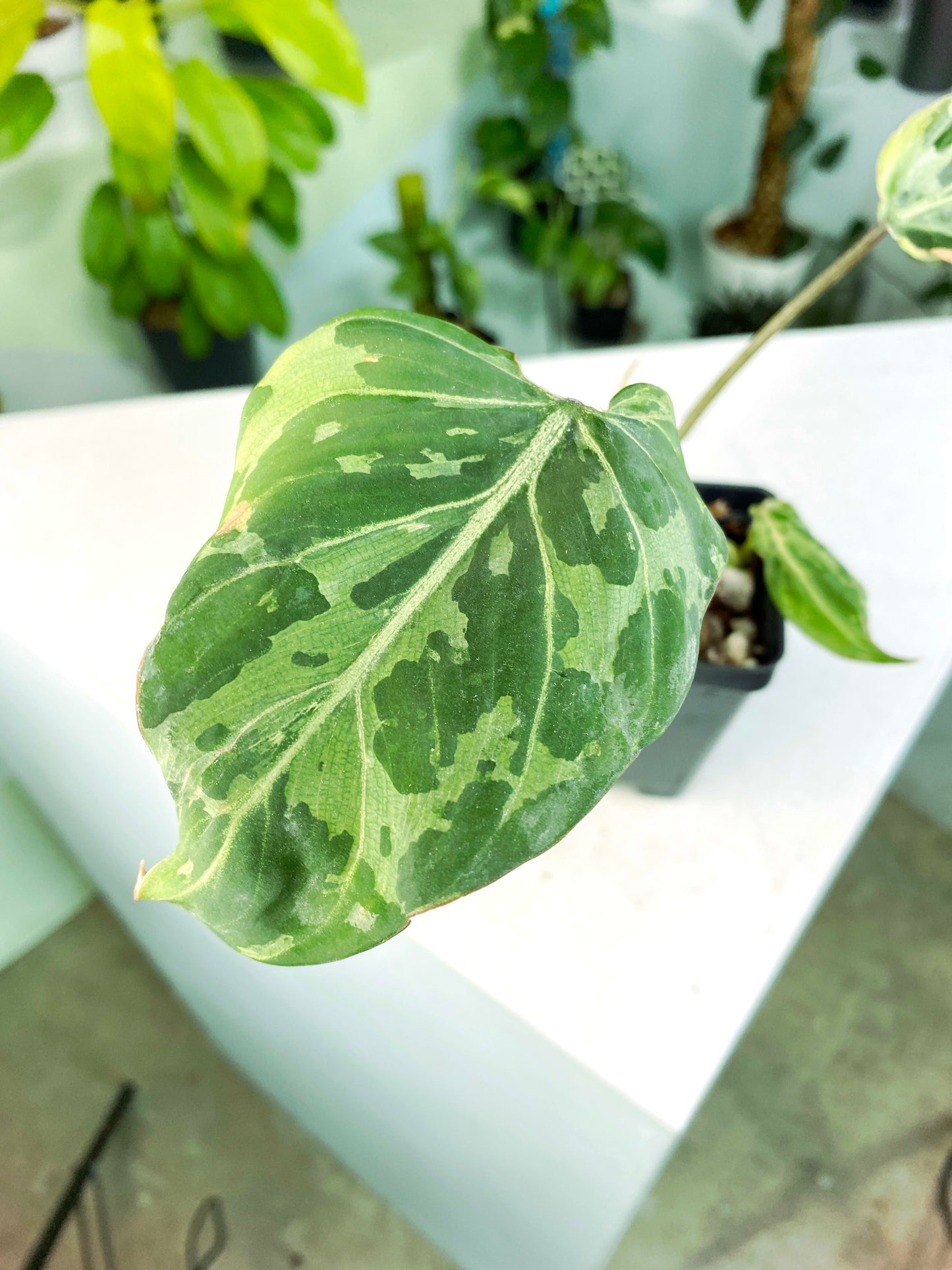 Philodendron gloriosum Variegated / mutation (3:L18) [1295] | US Seller | Rare Aroid | Exact Plant | In-Stock
