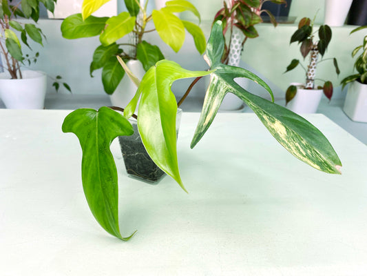 Philodendron "Florida Beauty" variegated (3:C4) [1438] | Rare Aroid | Exact Plant