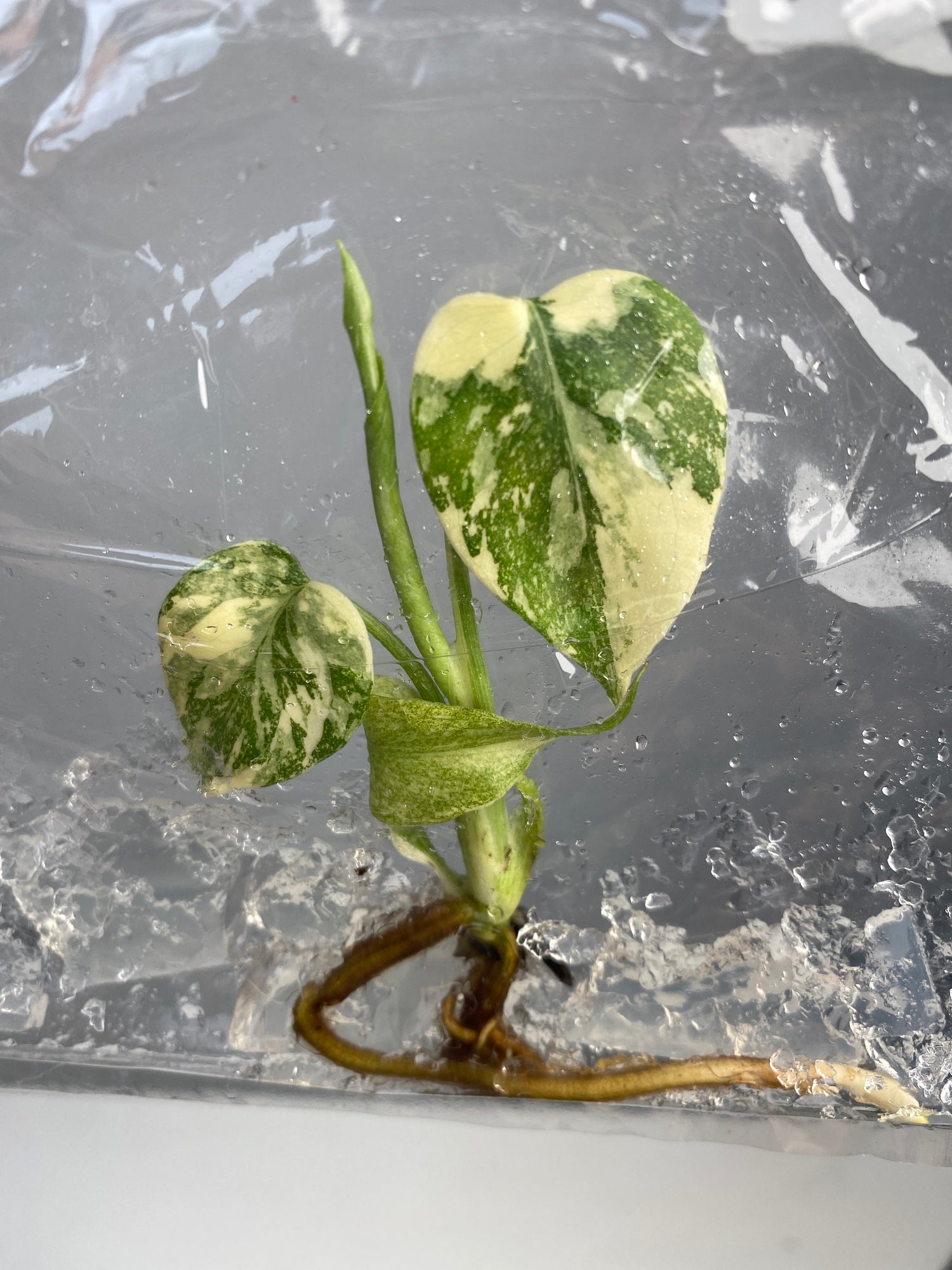 cheese monstera Monstera Cream Cheese variegated *Preorder* 2-Pack In Vitro ($118 ea.)