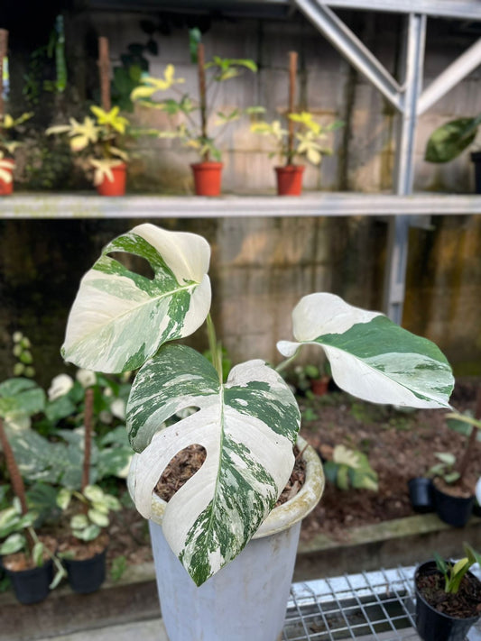 Monstera deliciosa "White Tiger" variegated SM-MD *Preorder* (5871P:3) | US-Based Seller | Rare Aroid