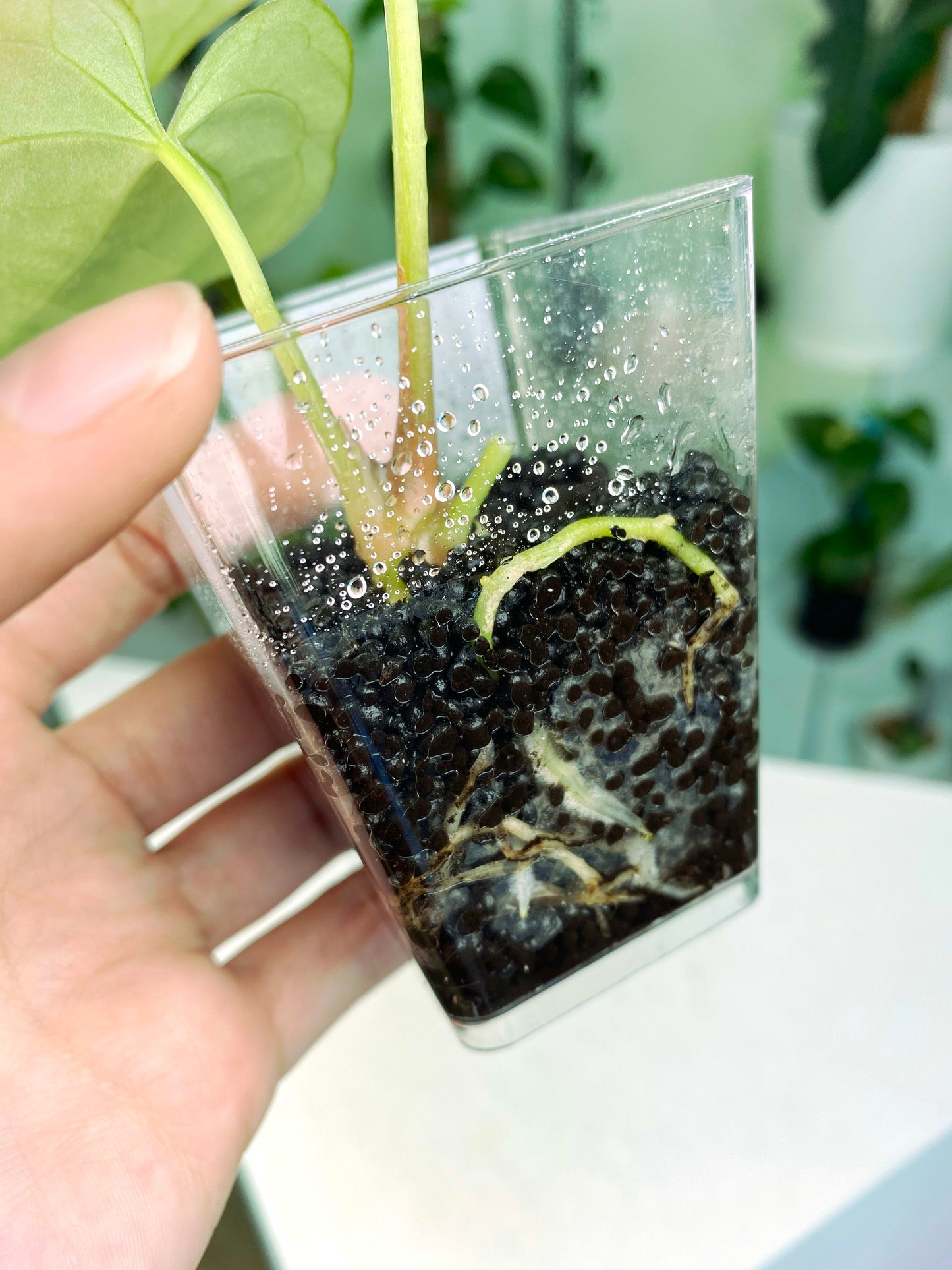 Anthurium papillilaminum "Dark Form" × crystallinum "Dorayaki" (3:T100) [1386] | Exact Plant