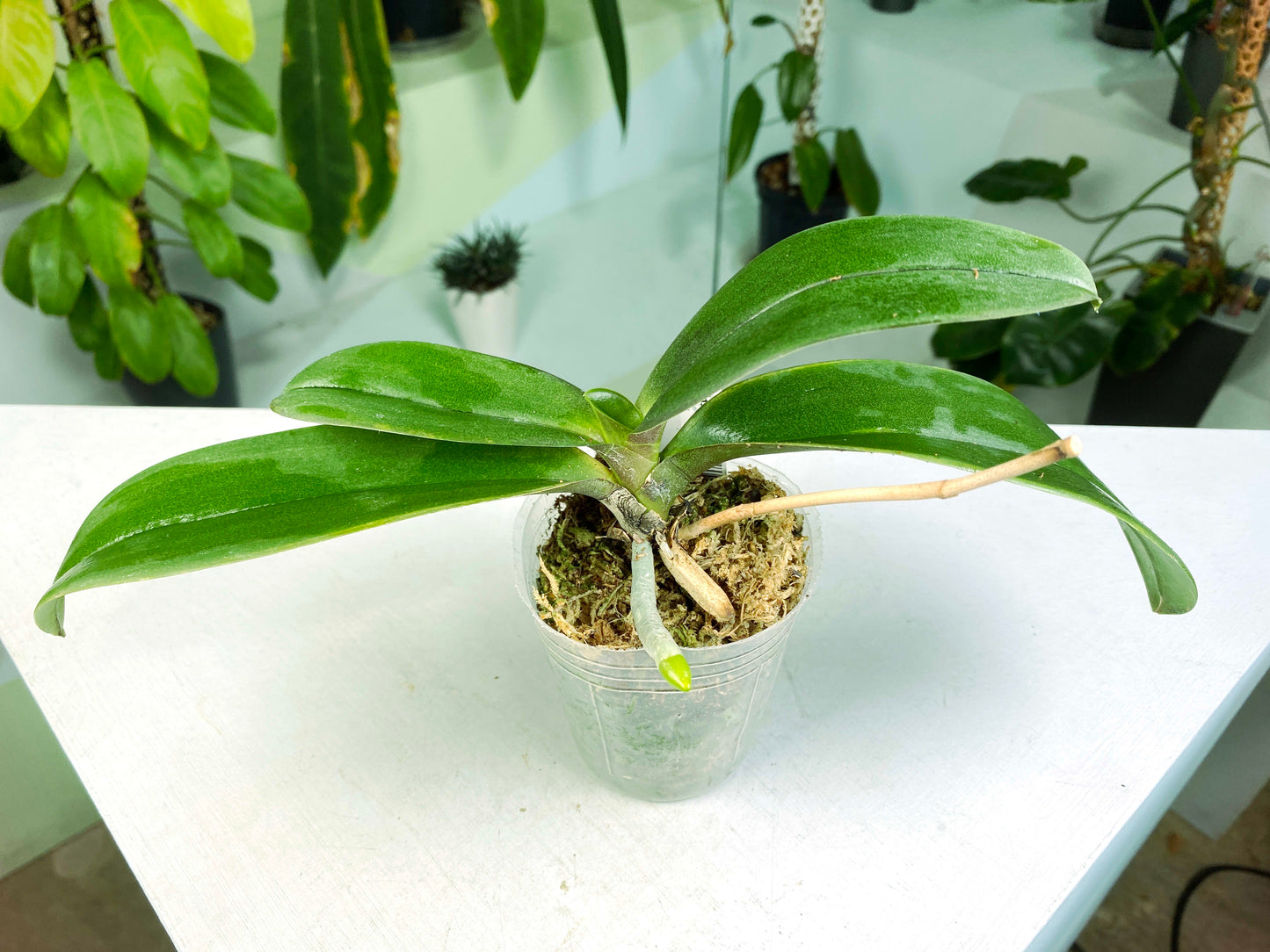 Phalaenopsis Sogo Ginger Glam 2.5" (G:H16) [1221] | Rare Orchid | Exact Plant