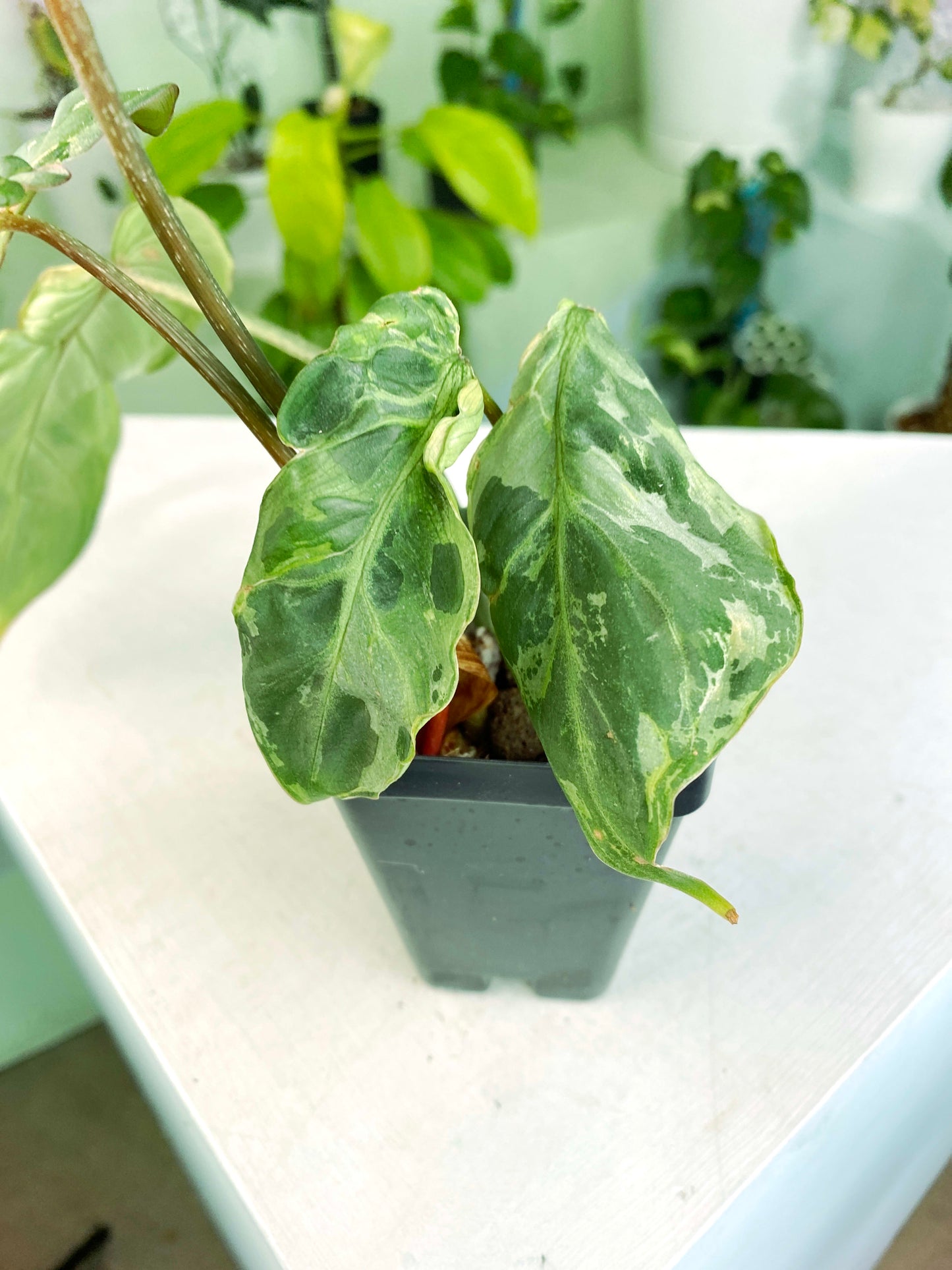 Philodendron gloriosum Variegated / mutation (3:L16) [1295] | US Seller | Rare Aroid | Exact Plant | In-Stock