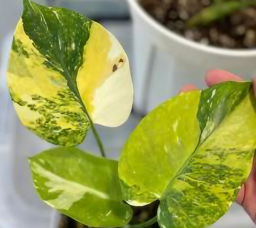 monstera aurea tricolor Monstera Aurea Tricolor variegated *Preorder* 5-Pack In Vitro ($720 ea.)