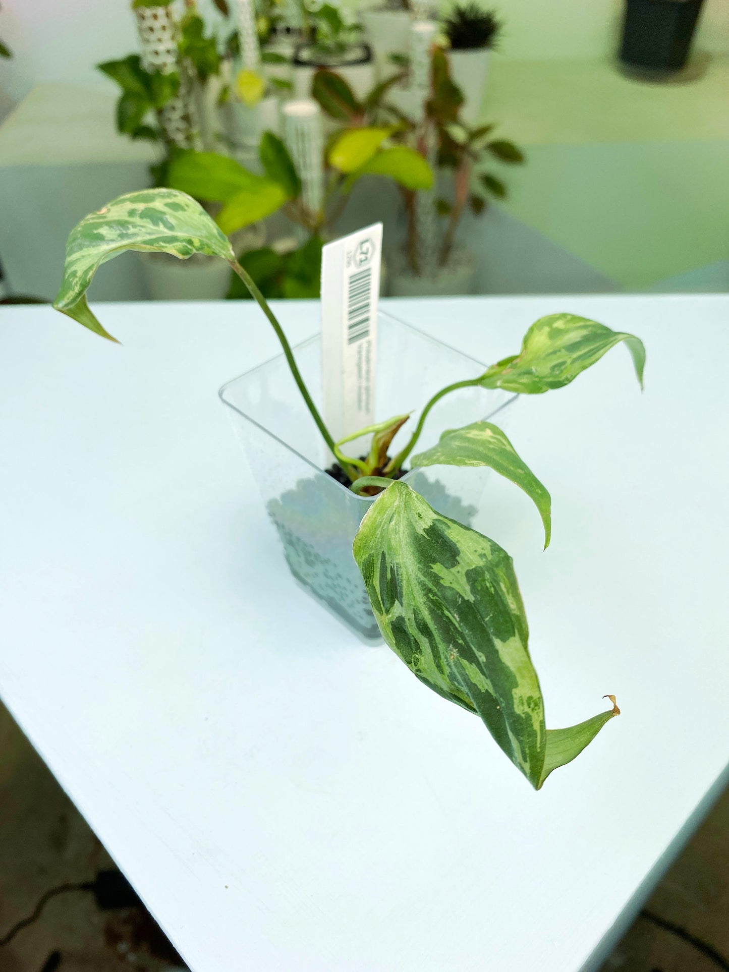 Philodendron gloriosum Variegated / mutation (3:L71) [1295] | Rare Aroid | Exact Plant