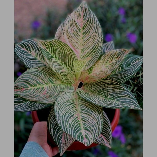 Aglaonema "Golden Hope" variegated *Preorder* (6626P:3)