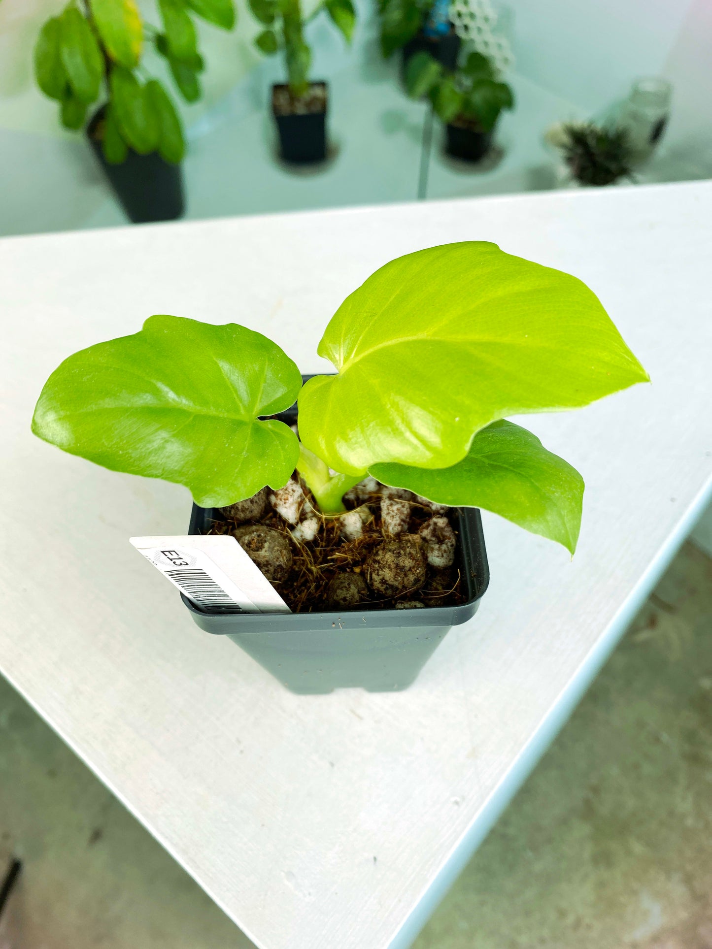 Philodendron warscewiczii "Aurea Flavum" (3:E13) [1122] | US Seller | Exact Plant | In-Stock