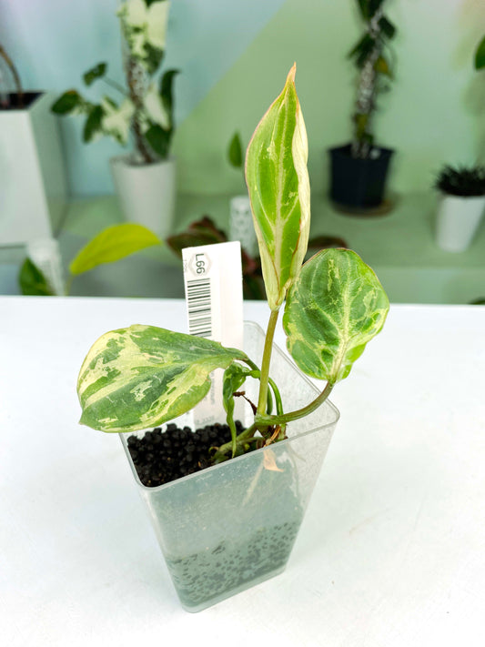 Philodendron gloriosum Variegated / mutation (3:L66) [1295] | Rare Aroid | Exact Plant