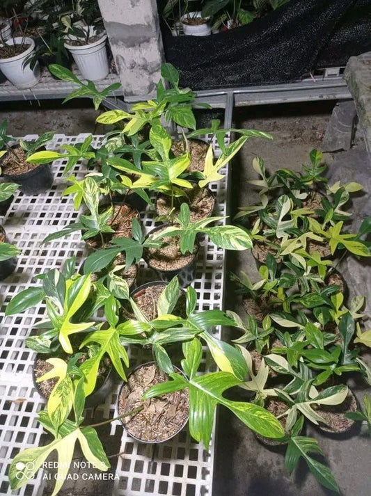 Philodendron "Florida Beauty" variegated Grower's Choice *Now In Stock* (5498P:G) | Rare Aroid