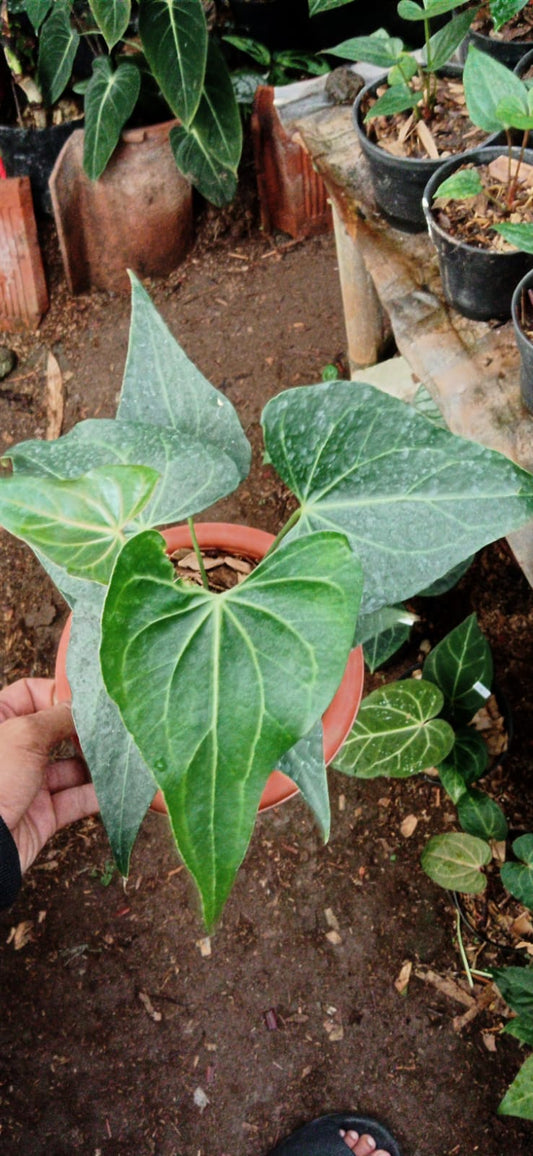 Anthurium clarinervium variant *Preorder* (5943P:3) | Rare Aroid