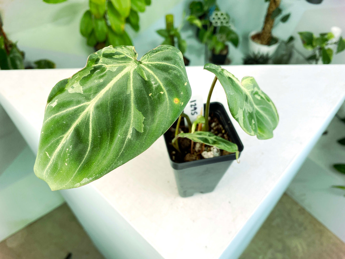 Philodendron gloriosum Variegated / mutation (3:L15) [1295] | US Seller | Rare Aroid | Exact Plant | In-Stock