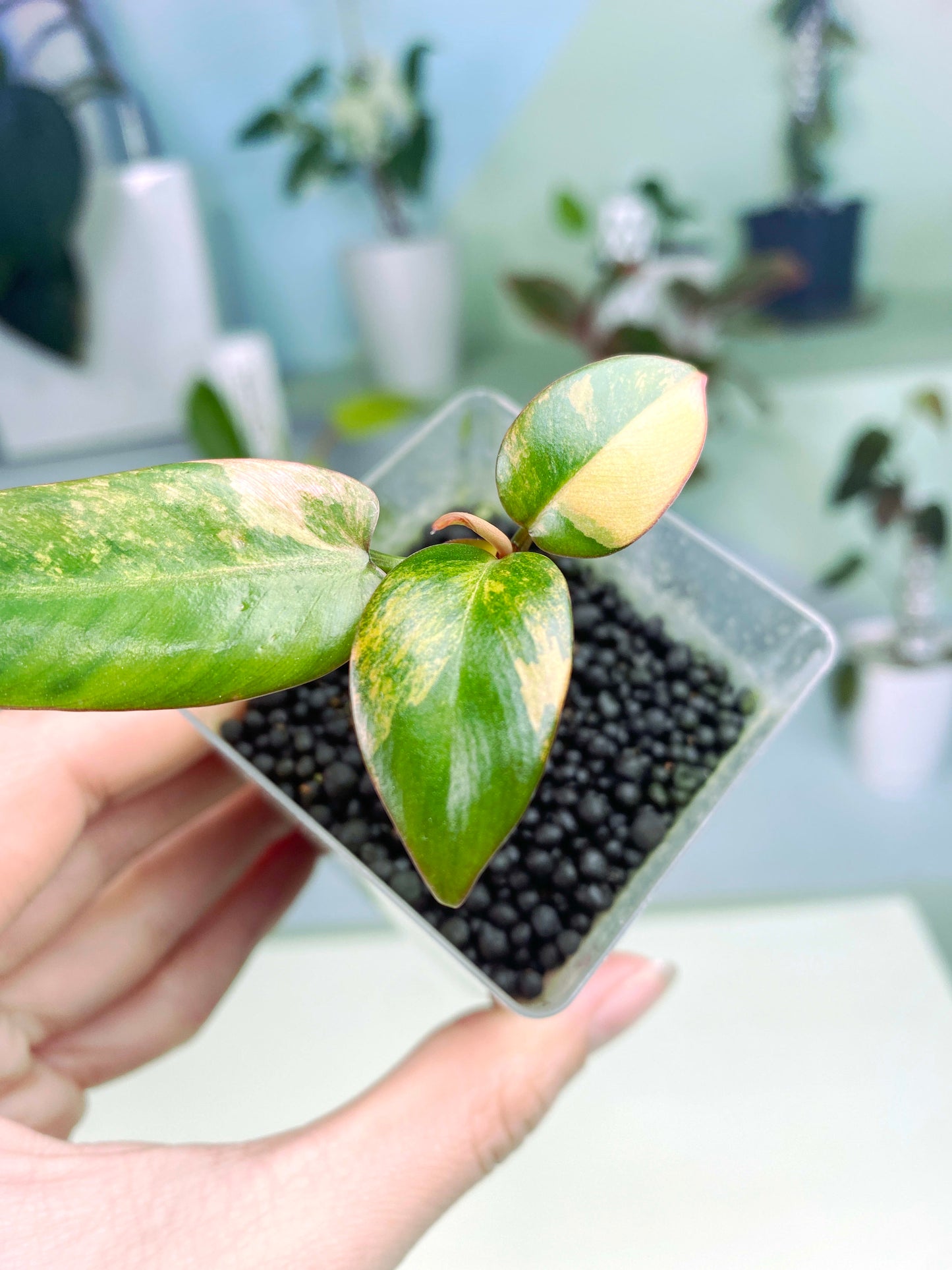 Philodendron "Strawberry Shake" variegated high variegation rooted node (3:E9) [1439] | Rare Aroid | Exact Plant