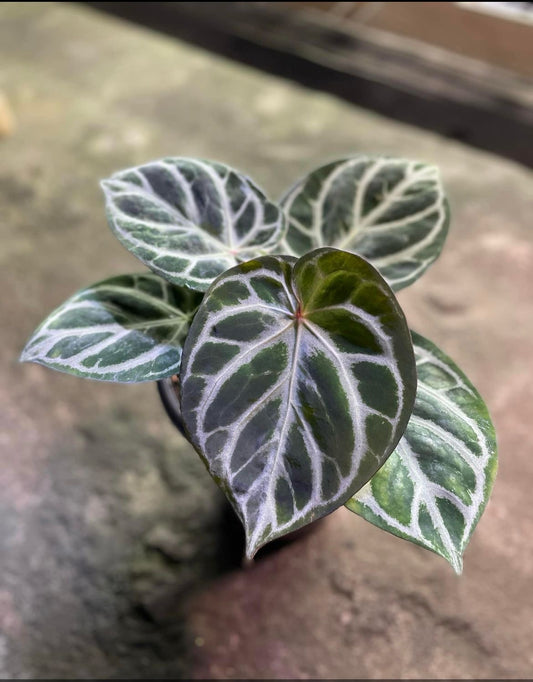 Anthurium "Angel's Dream" SM-MD *Preorder* (5872P:2) | Rare Aroid