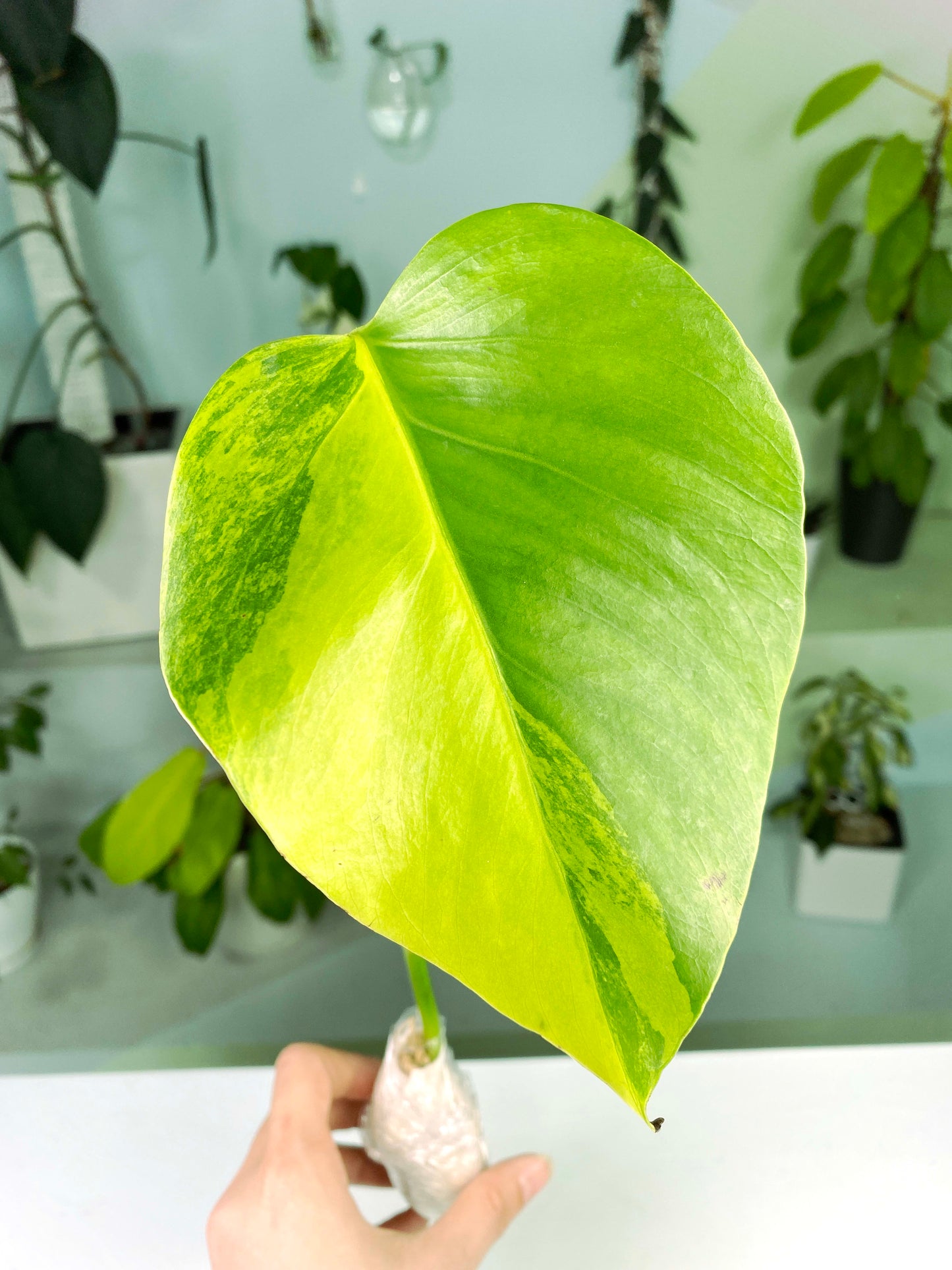 Monstera deliciosa "Aurea Marmorata" variegated 2-leaf (2:X9) [1501] | Rare Aroid | Exact Plant