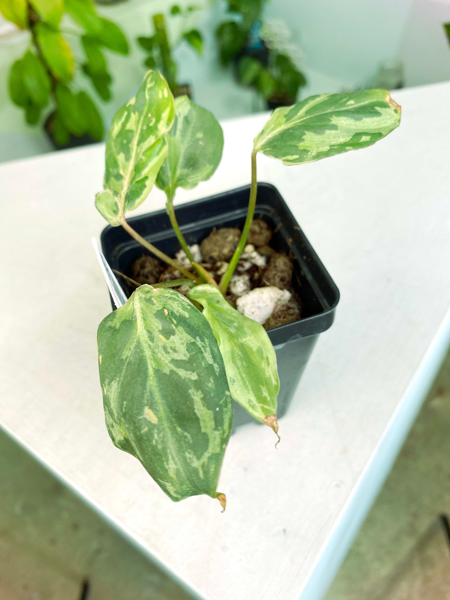 Philodendron gloriosum Variegated / mutation (3:L56) [1295] | US Seller | Rare Aroid | Exact Plant | In-Stock