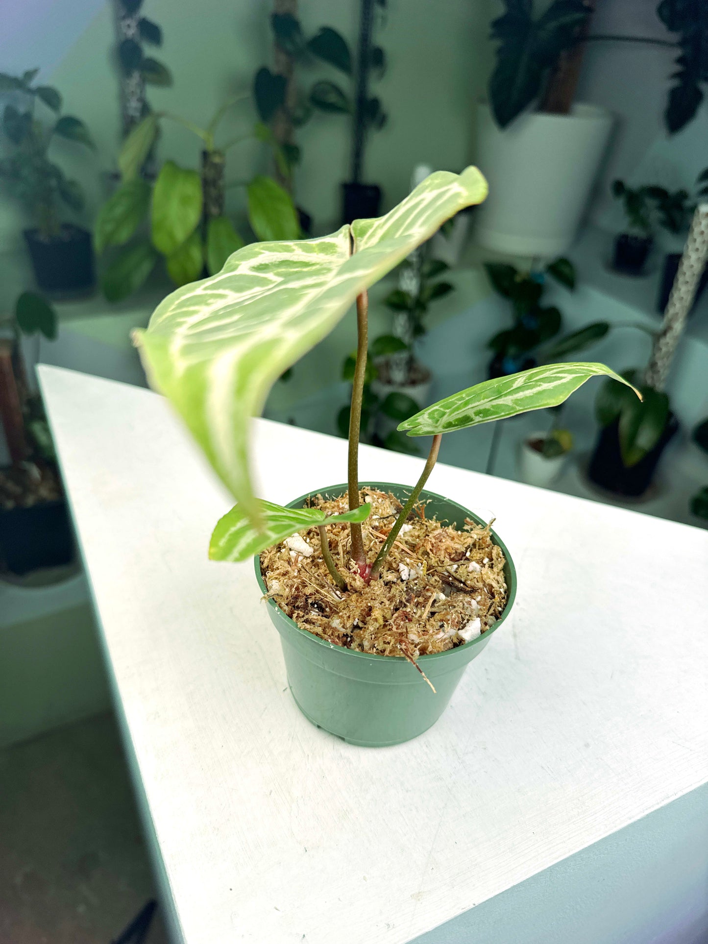 Anthurium "Michelle" x Self (3:P1) [1378] | US Seller | Exact Plant | In-Stock