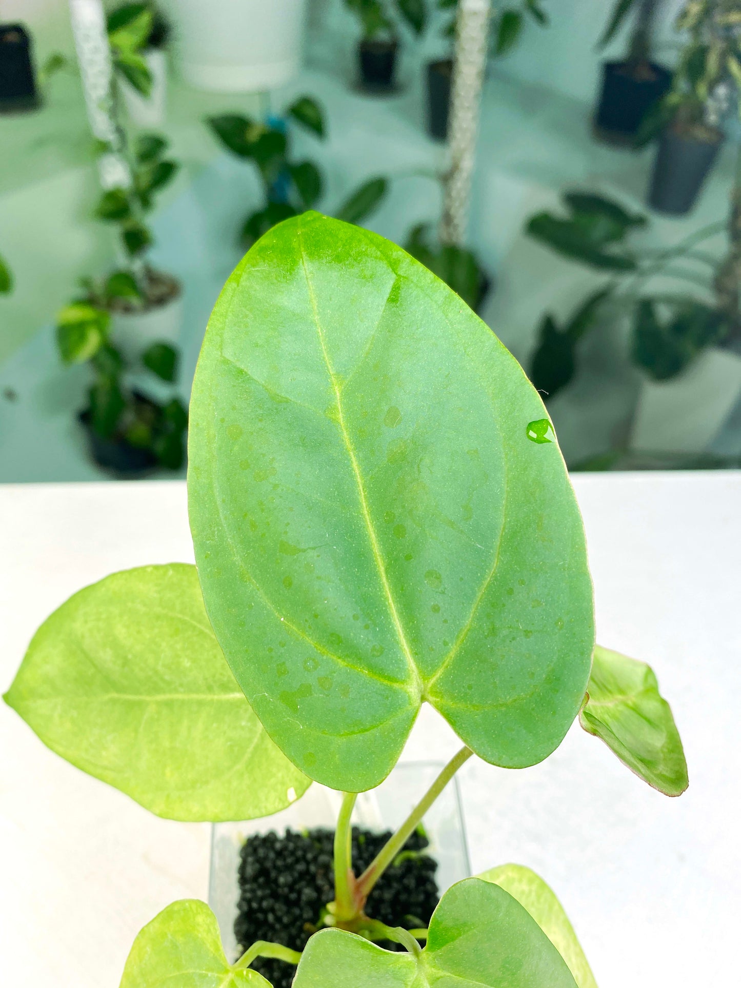 Anthurium papillilaminum X-One hybrid SM (3:K12) [1339] | US Seller | Exact Plant | In-Stock