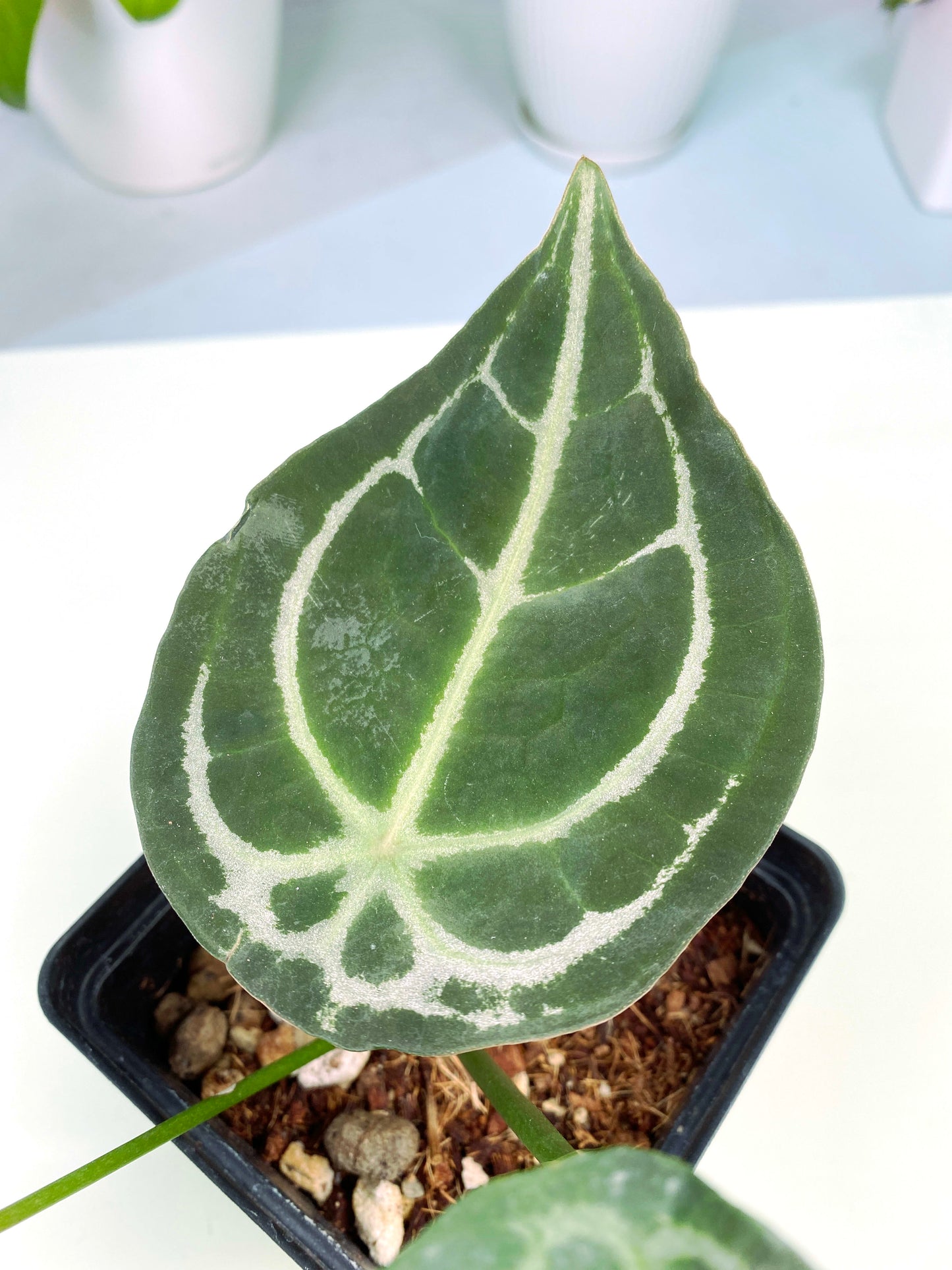 Anthurium forgetii (3:C9) [1305] | Rare Aroid | Exact Plant