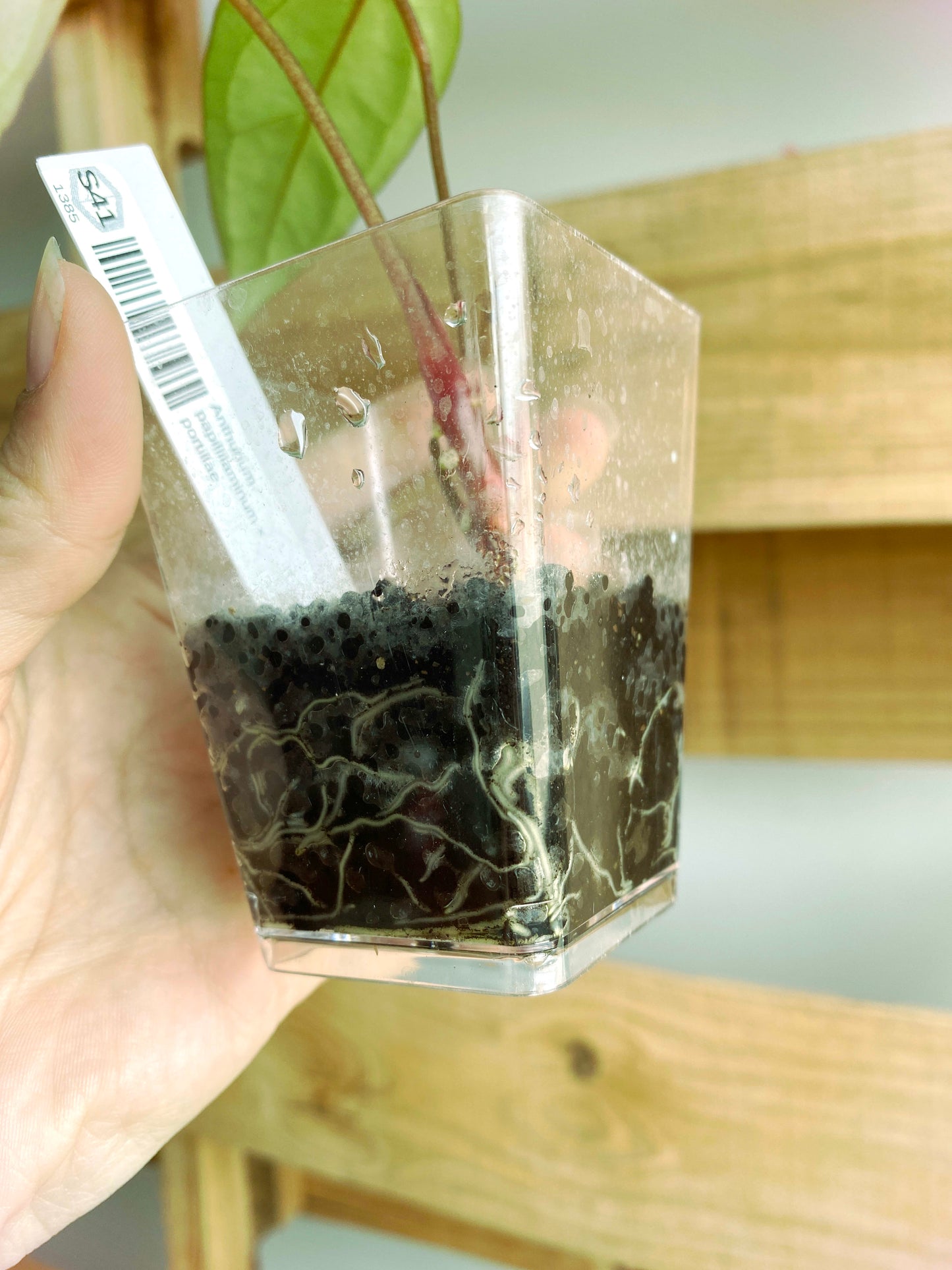 Anthurium papillilaminum × portillae (3:S41) [1385] | Rare Aroid | Exact Plant