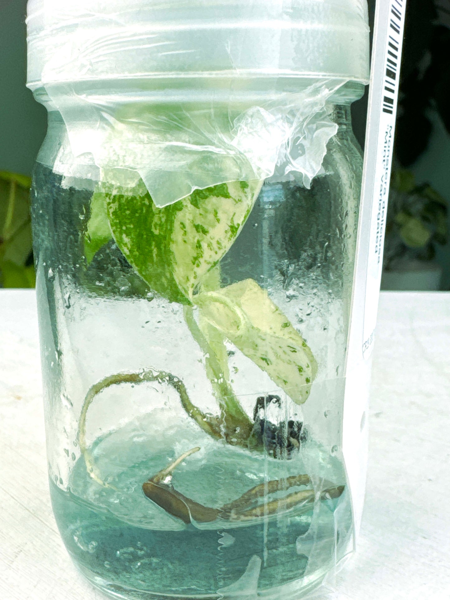 Monstera deliciosa "Mint" variegated in-vitro (3:B2) [1347] | US Seller | Rare Aroid | Exact Plant | In-Stock