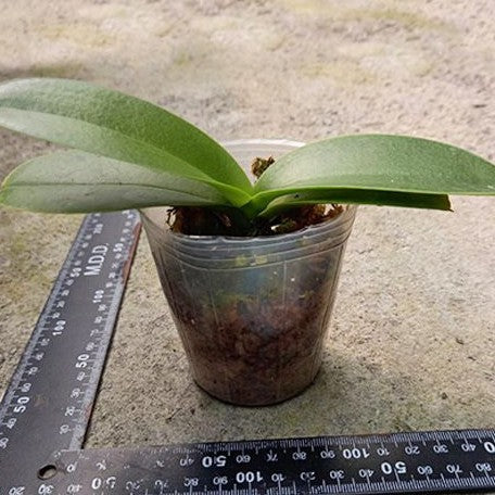 Phalaenopsis Fangmei Sweet 'Splash' 2.5" *Preorder* (5536P:G) | US-Based Seller | Rare Orchid