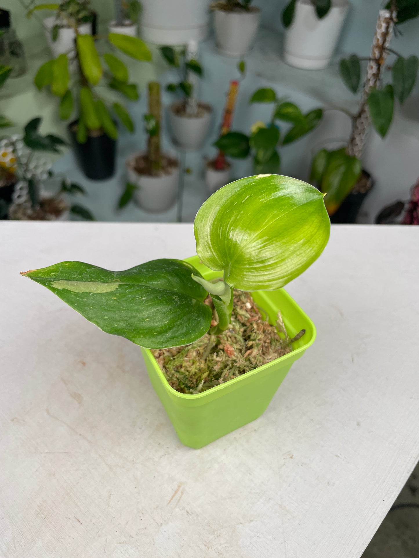 Scindapsus "Galaxy" variegated (3:M1) [1281] | US Seller | In-Stock