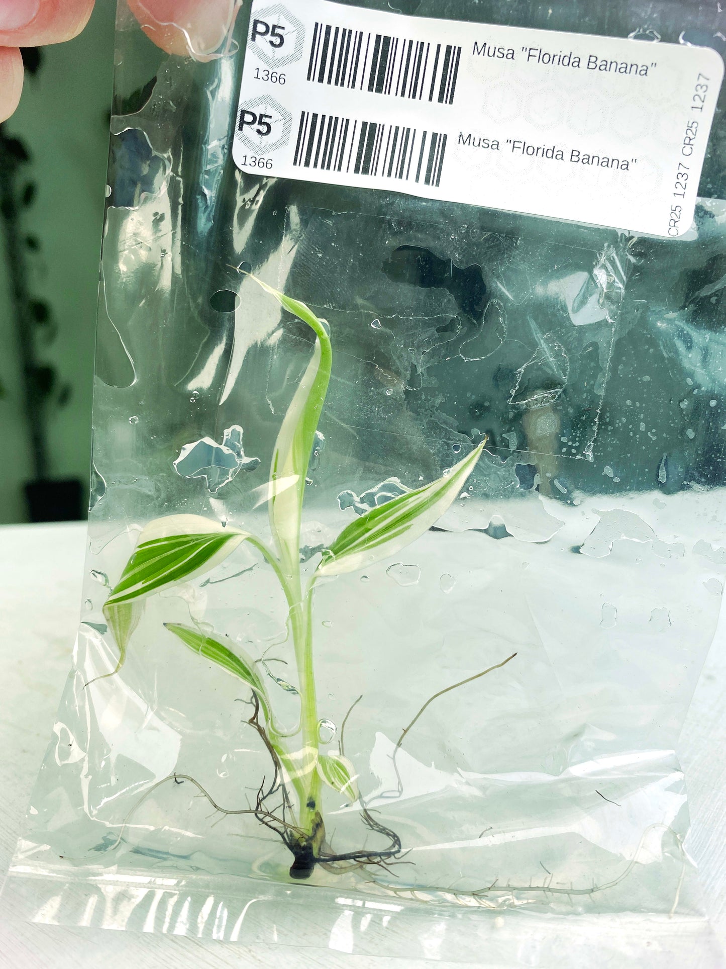Musa "Florida Banana" (G:P5) [1366] | US Seller | Exact Plant | In-Stock