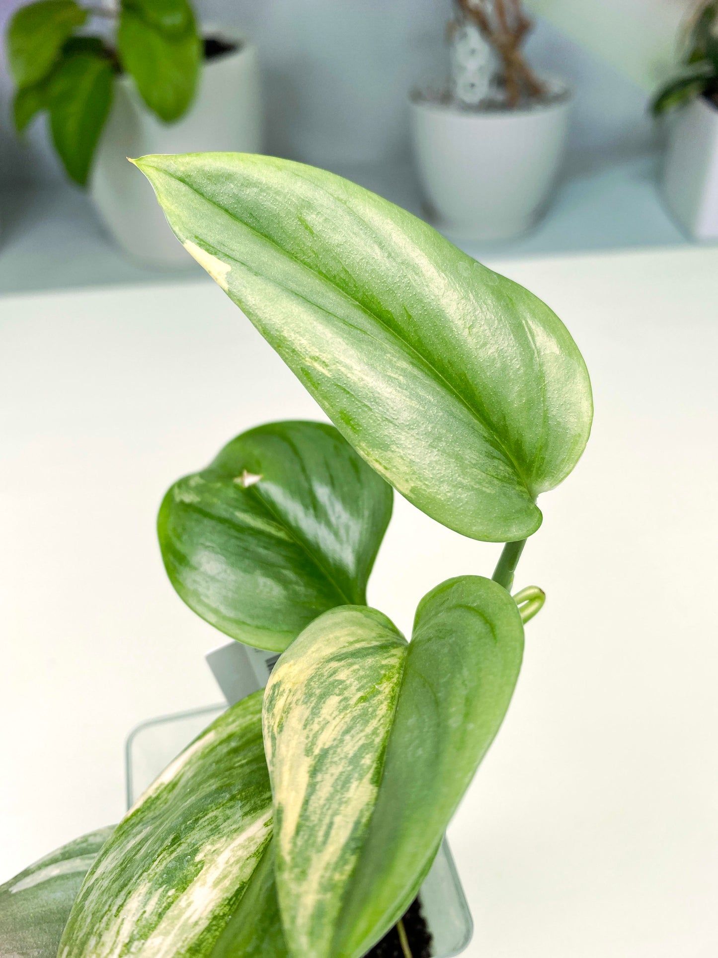 Scindapsus "Rubicon" variegated (3:U12) [1387] | Exact Plant