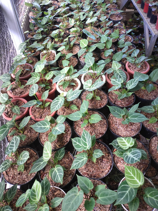 Anthurium "Dorayaki" x "King of Spades" *Preorder* (6109P:G) | Rare Aroid