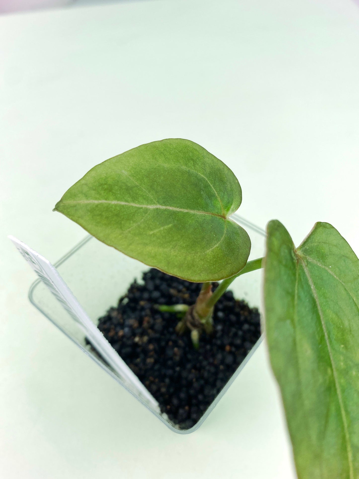 Anthurium crystallinum × warocqueanum (3:T4) [1352] | Rare Aroid | Exact Plant