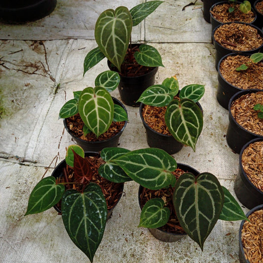 Anthurium "Dorayaki MBR" × "Red Crystallinum" MD Grower's Choice *Now In Stock* (5797P:G) | Rare Aroid